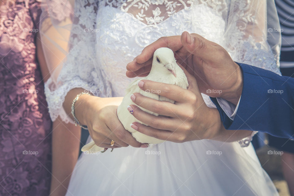 Just married are holding a dove