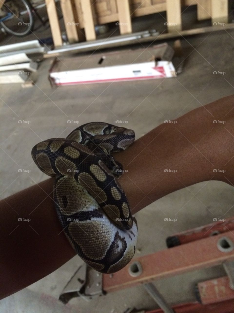 Snake bracelet. Reptile. Venom. Fear. Reptiles. Suffocating feasting. 