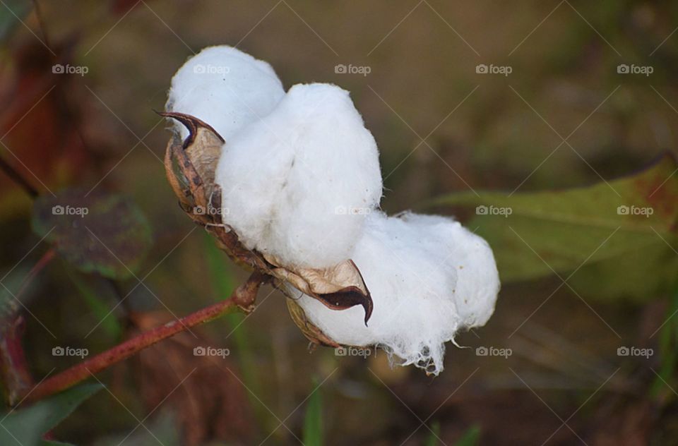 Cotton Flower In Bloom