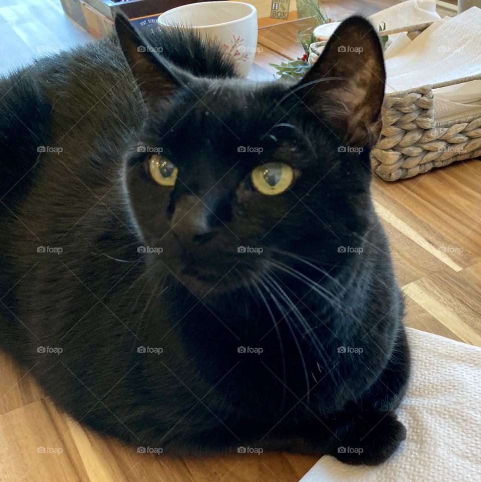 Black cat on table