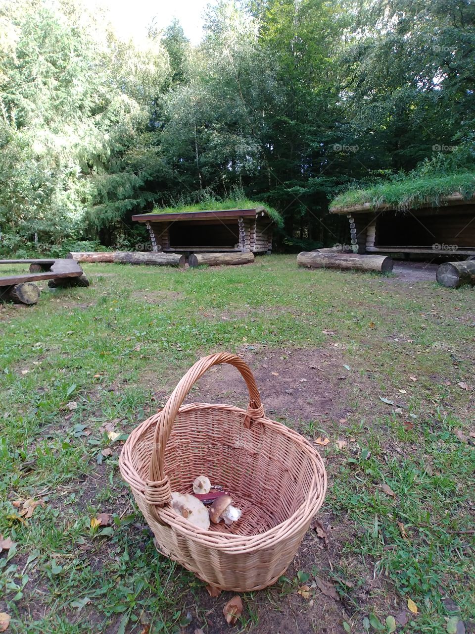 mushroom pilze Rast ausruhen korb sammeln wald forest tree grün