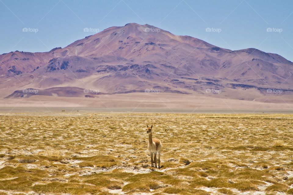 Nice alpaca in the Atacama desert 