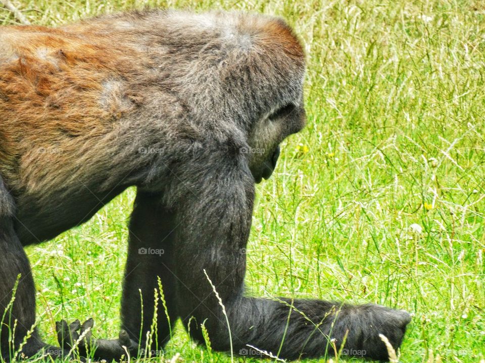 Eastern Lowland Gorilla