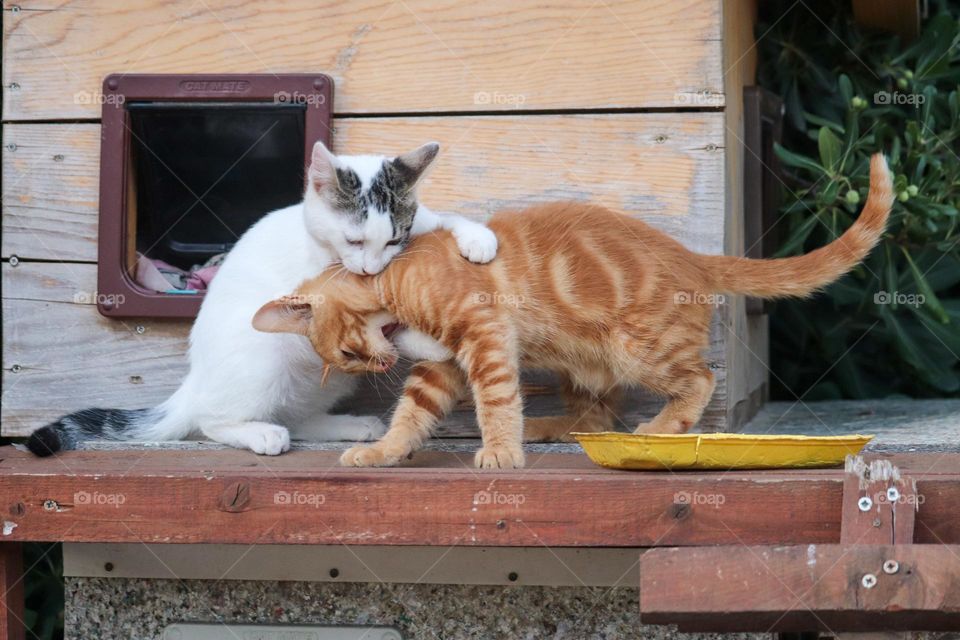 Two kittens playing