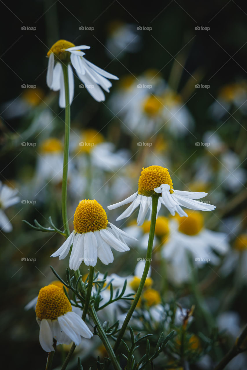 Beauty of Nature 😍


Follow for more