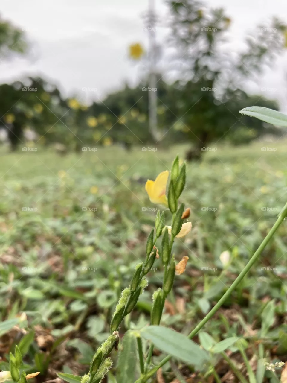Beautifull grass