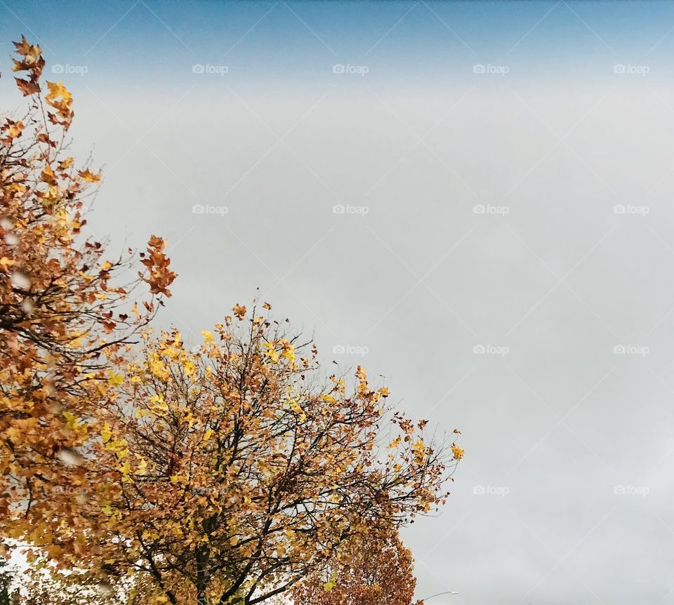 Beautiful blue sky on a fall day in November with beautiful fall colored leaves on a tree. USA America