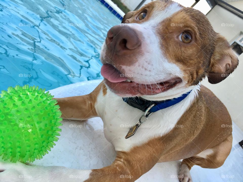 Beautiful rescue pitbull with a green ball poolside 