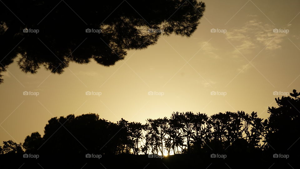 Sunset#silhouette#trees#nature