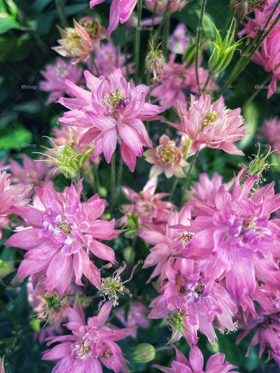 Double Columbines in my moms garden