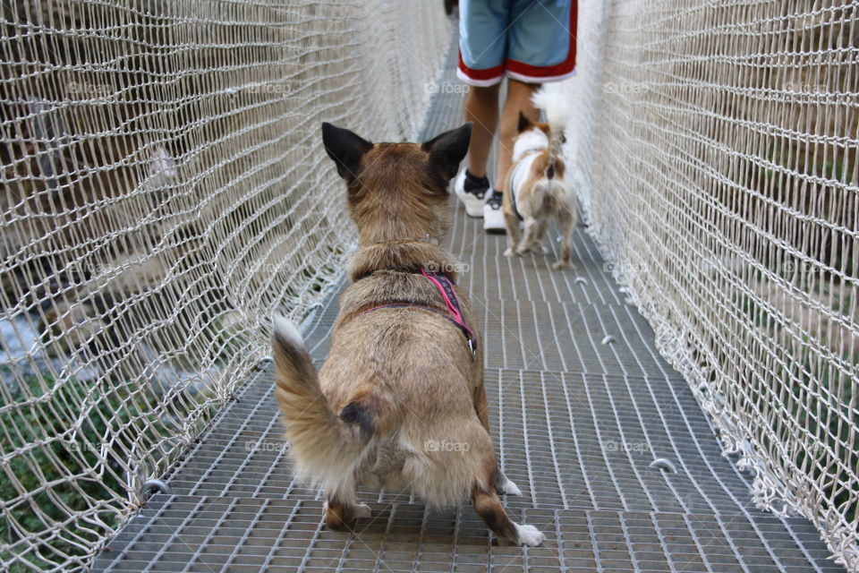 My two dogs and my father crossing a moving bridge. Below the bridge there is a river. The main objects are 3: My father and the two dogs.