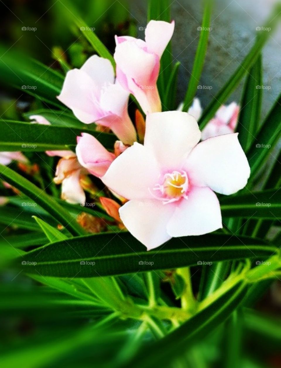 Pink Oleander 