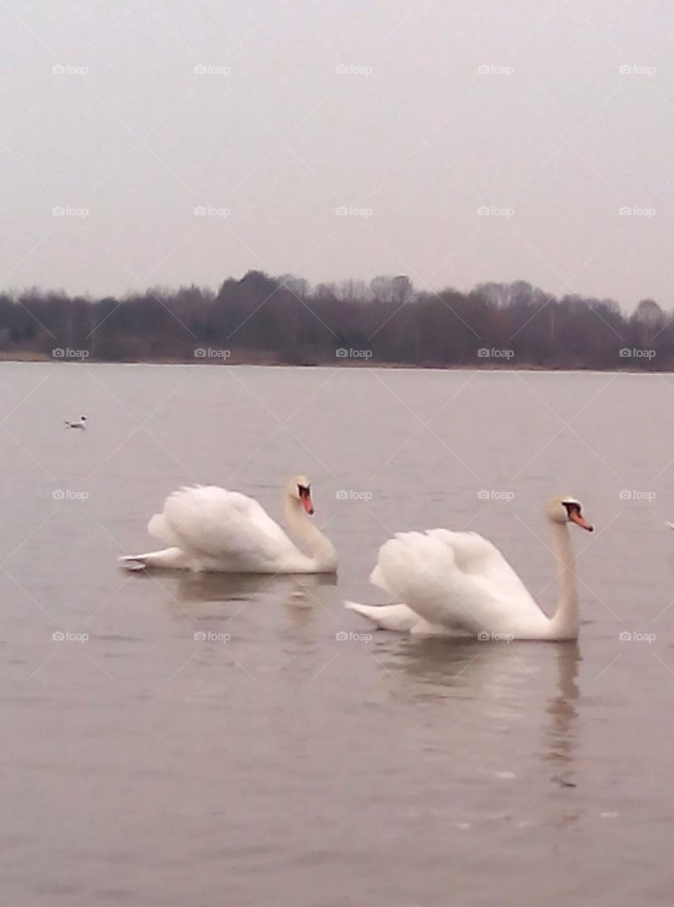 Swan, Bird, Lake, Winter, Water