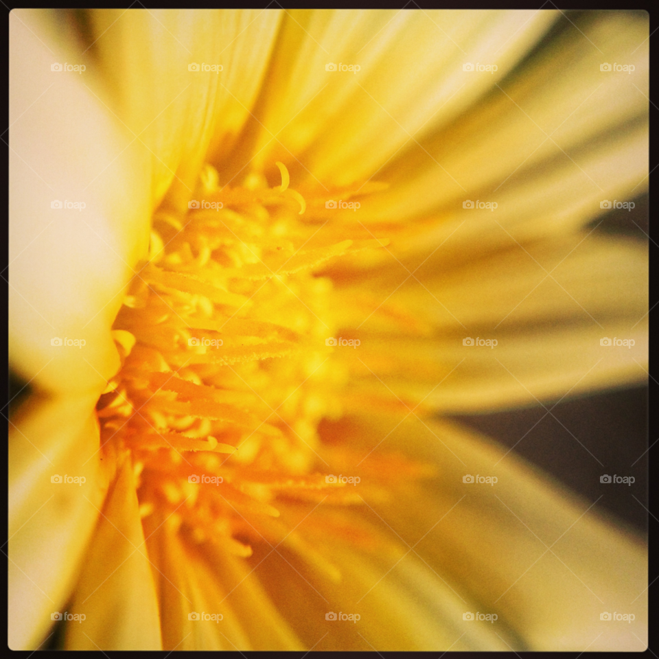 macro sunflower by blaqrayne