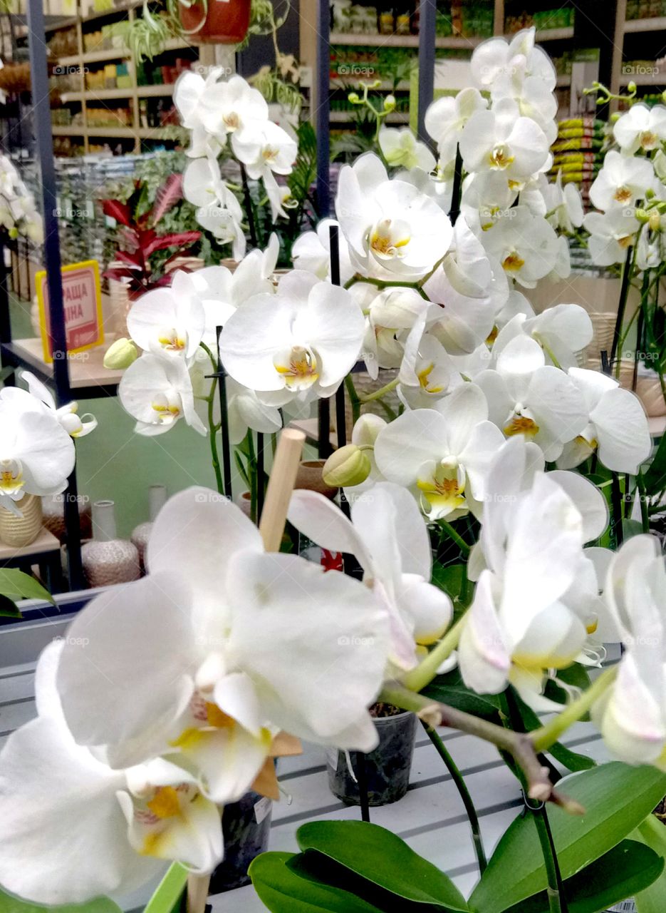 орхидеи
