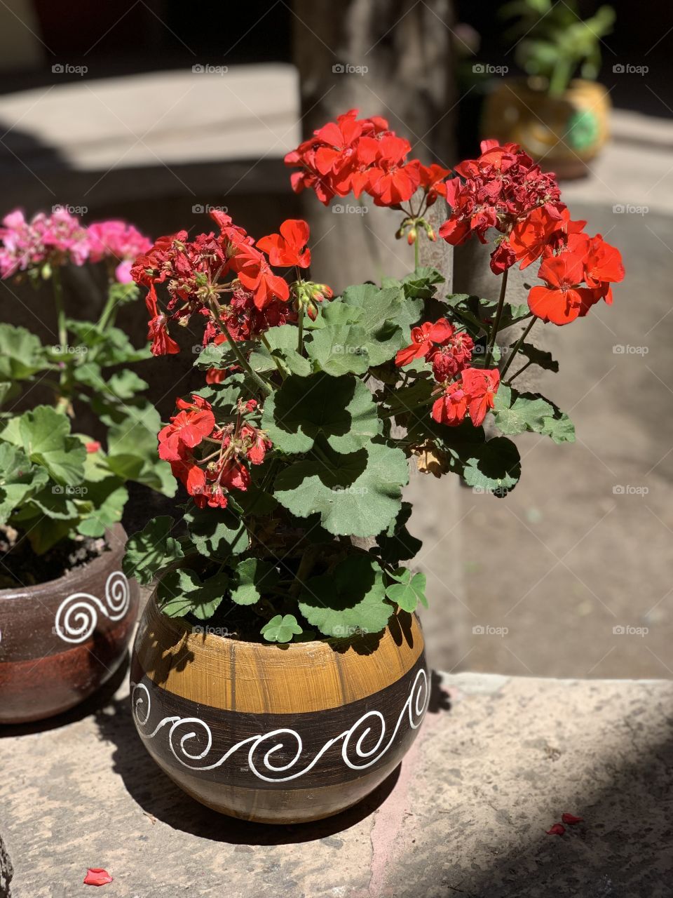 El hermoso color rojo de las flores. 