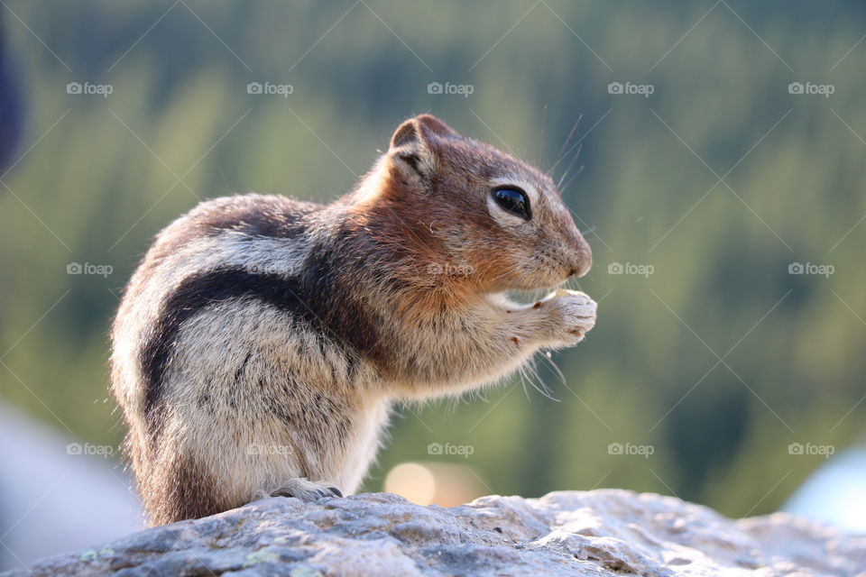 Chipmunk sitting in the rock 