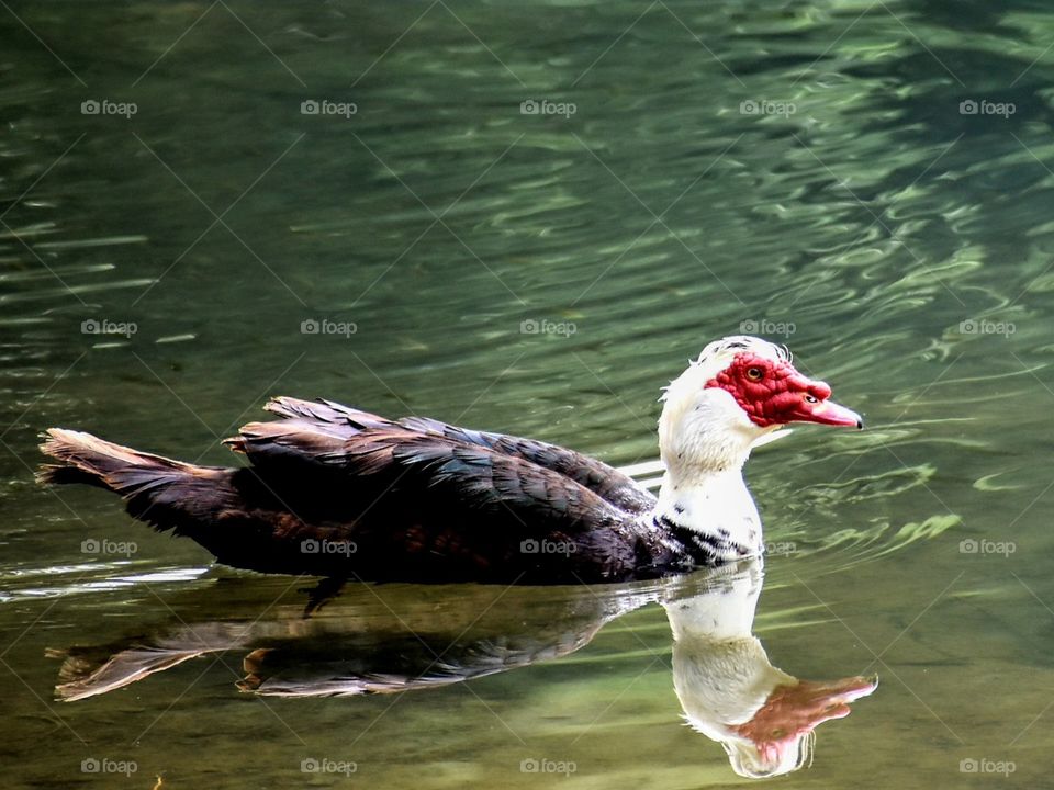 duch reflection in water