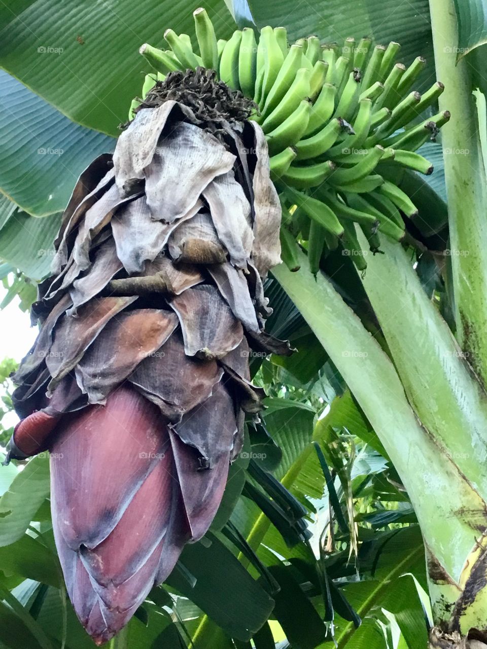 Bananas on the tree