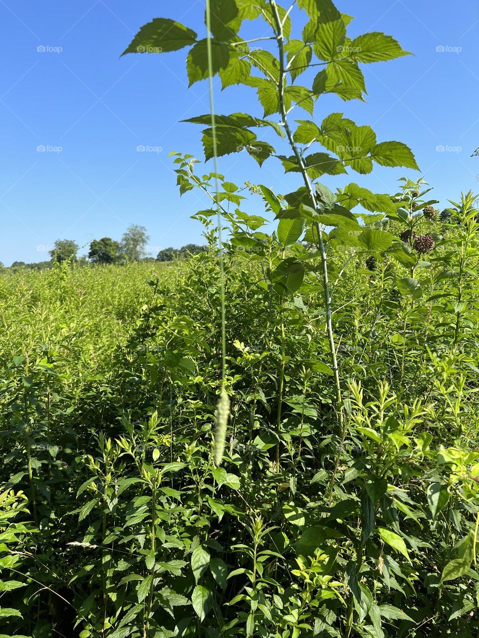 Raspberry plant 