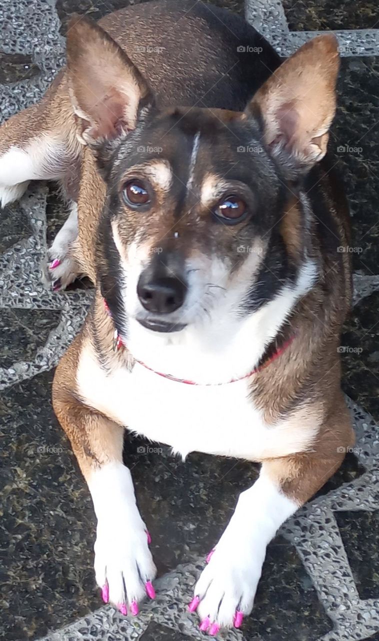 El perro con uñas maquilladas
