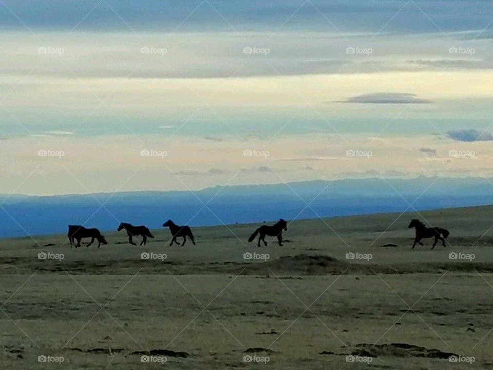 Wild Horses.  Montana beautiful
