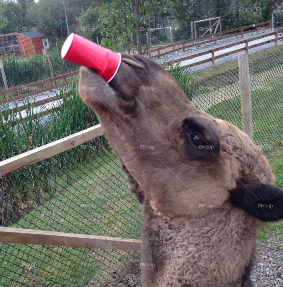 Camel with a red cup 