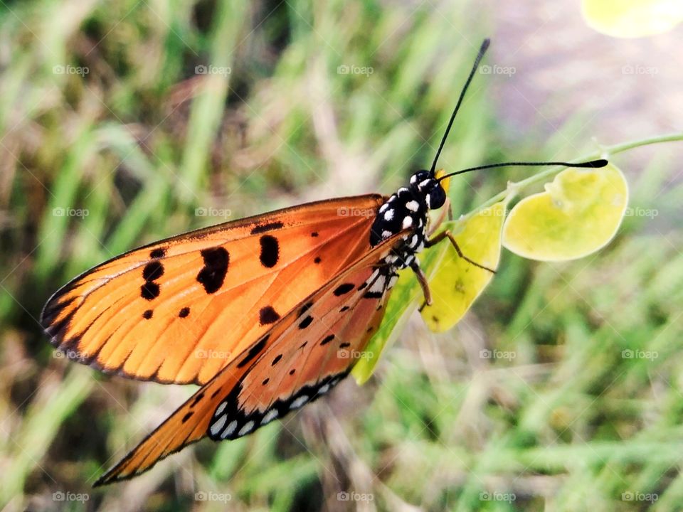 Butterfly on the leaf.