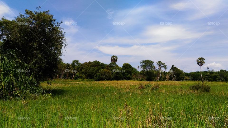 rice field
