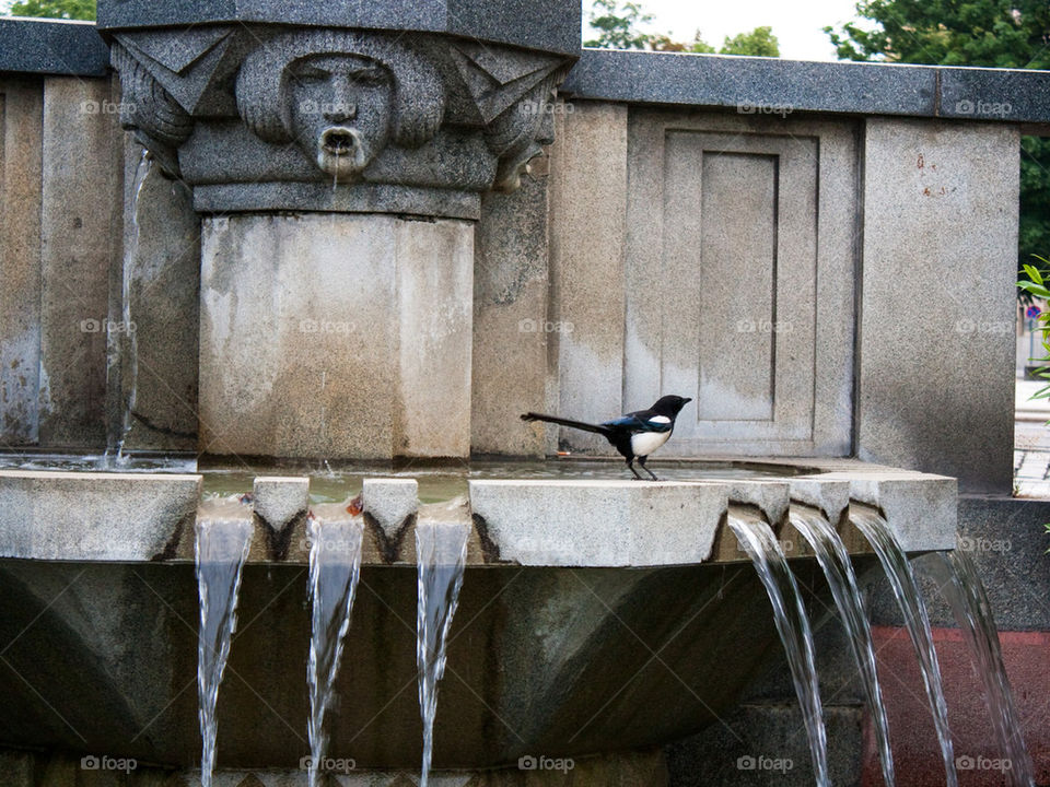 Bird in fountain