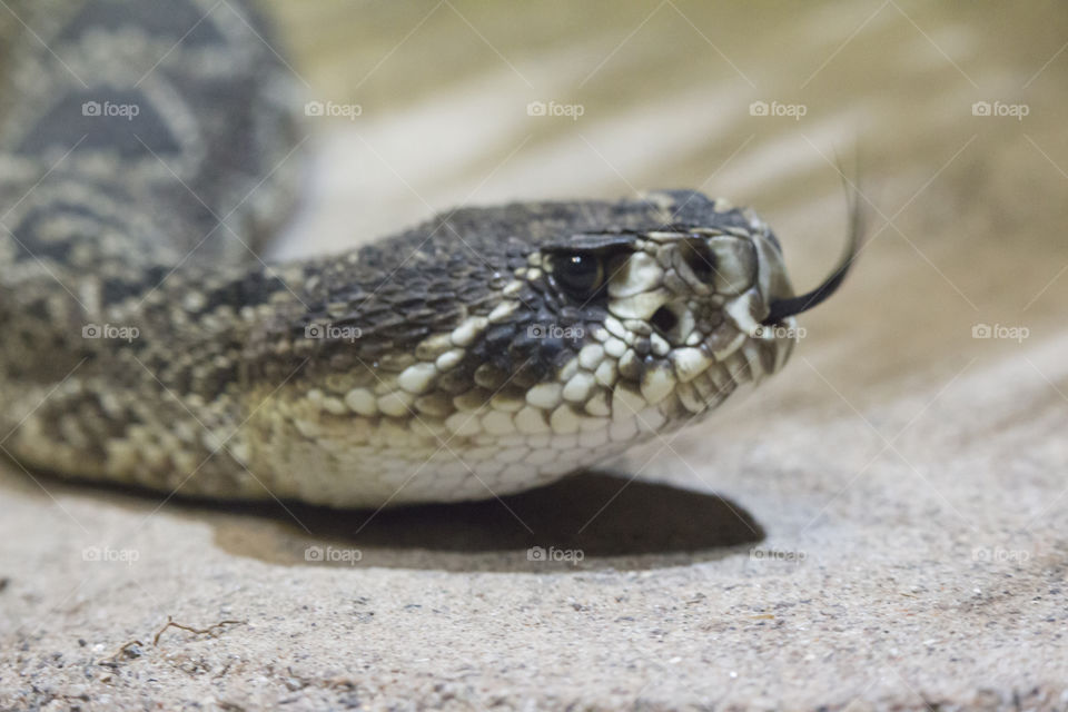Snake head tongue - Eastern Diamondback Rattlesnake  - orm tunga