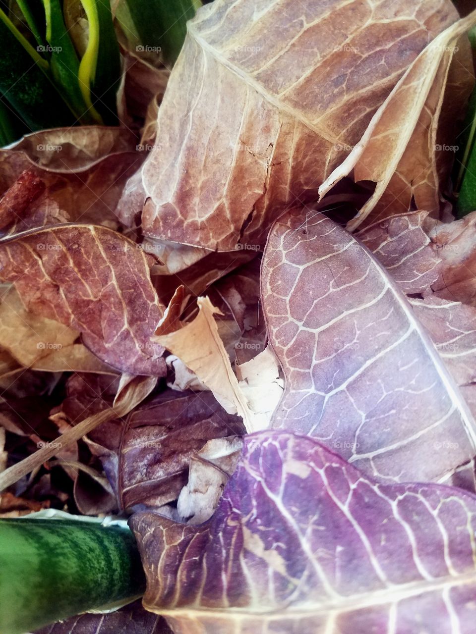 Some colorful dried leaves, with nice visual texture from the veins