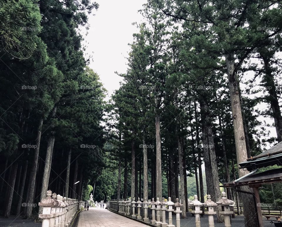 Mt. Koya forest