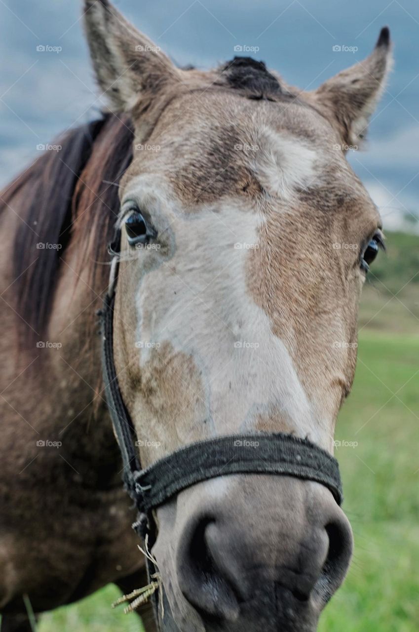 caballo libre en las sierras