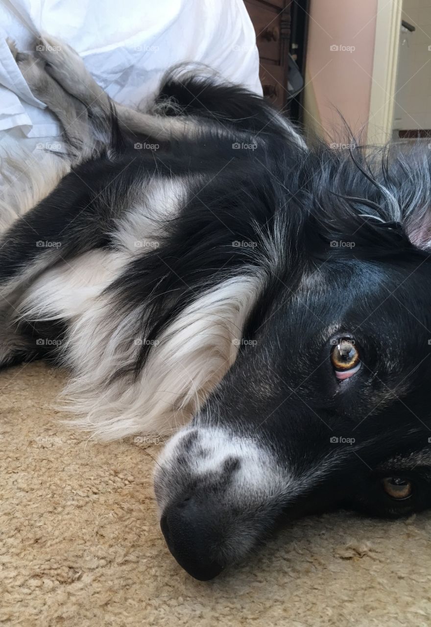 A lazy afternoon for my border collie sheep dog, spread out on the floor legs in the air