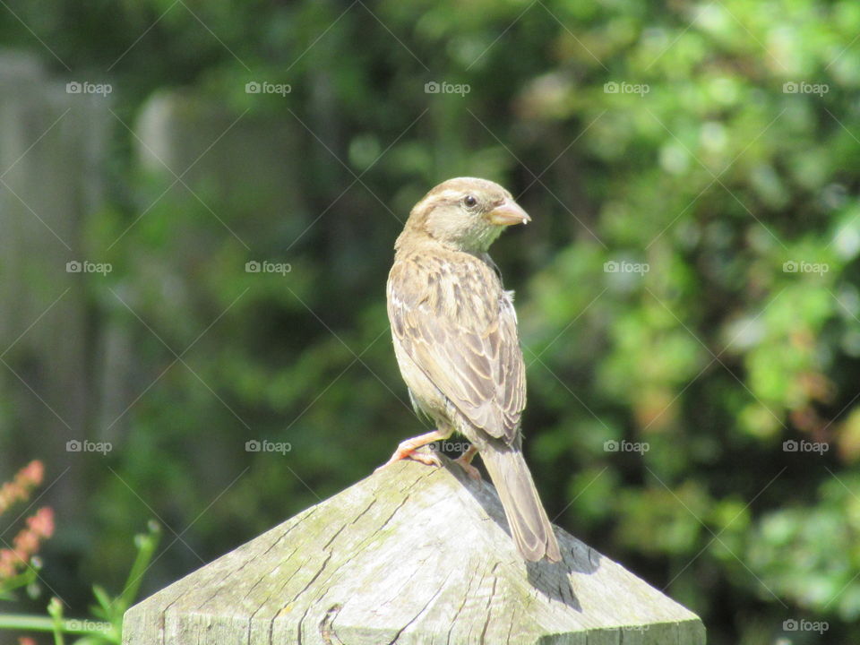 House sparrow on wooden post