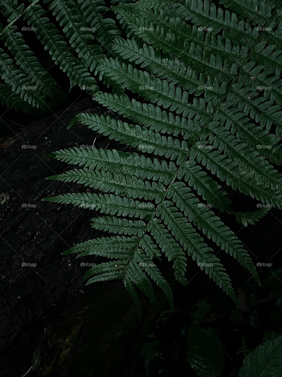 Mature forest background 