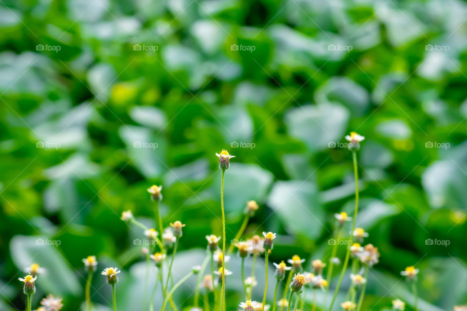 Beauty of the Bidens pilosa flowers background green Eichhornia crassipes.