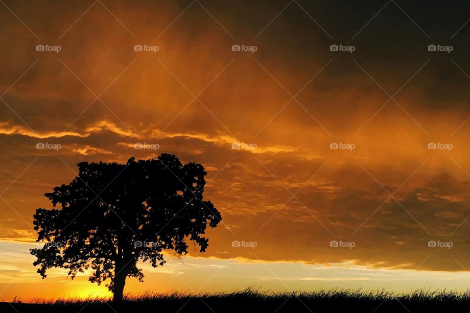 Silhouette of a Tree