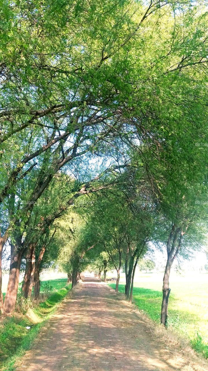 A beautiful way under the shades ..
That is covered by Tree branches..
And a Fabulous Click captured by Sufyan Saab...