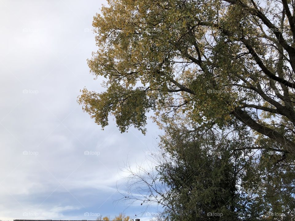 Lovely morning sky and trees