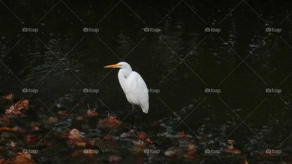 white egret in creek