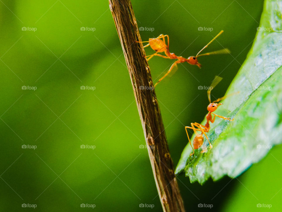 unity of red ants