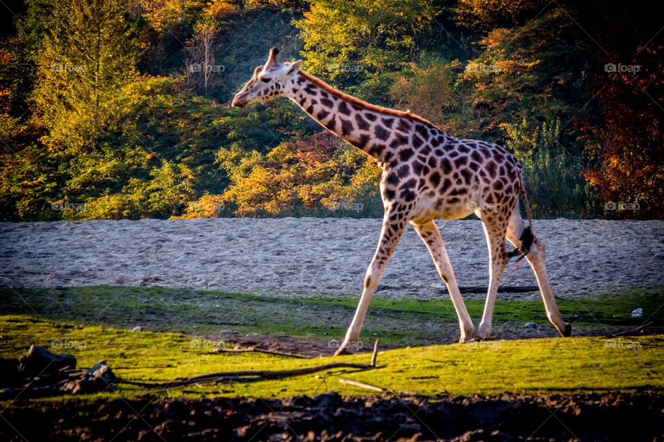 Giraffe