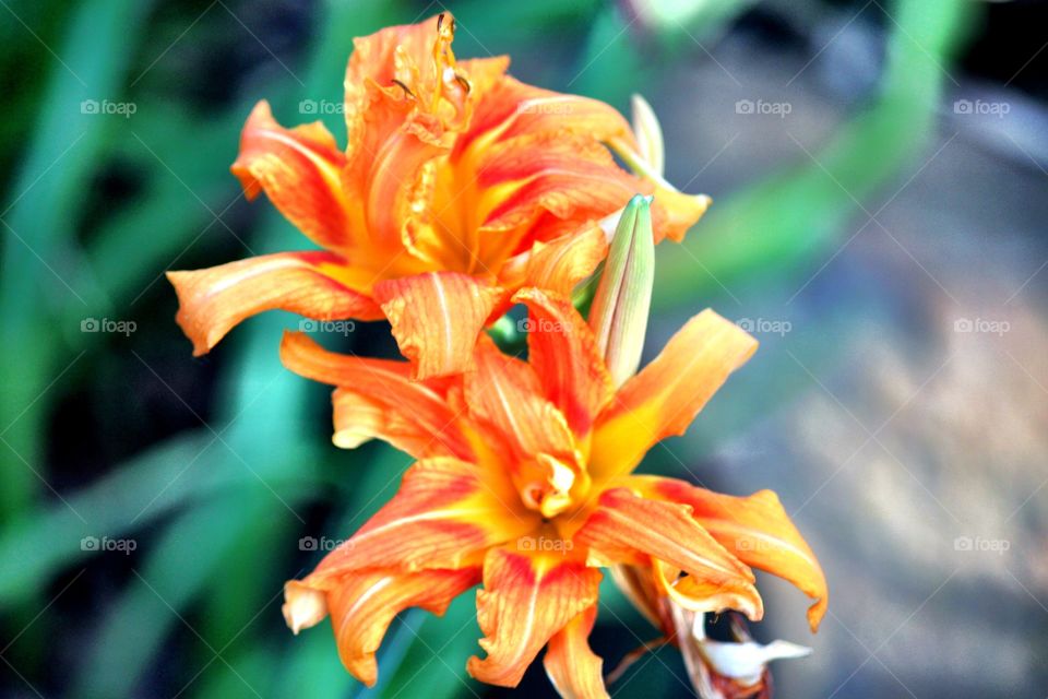 Orange Day Lily