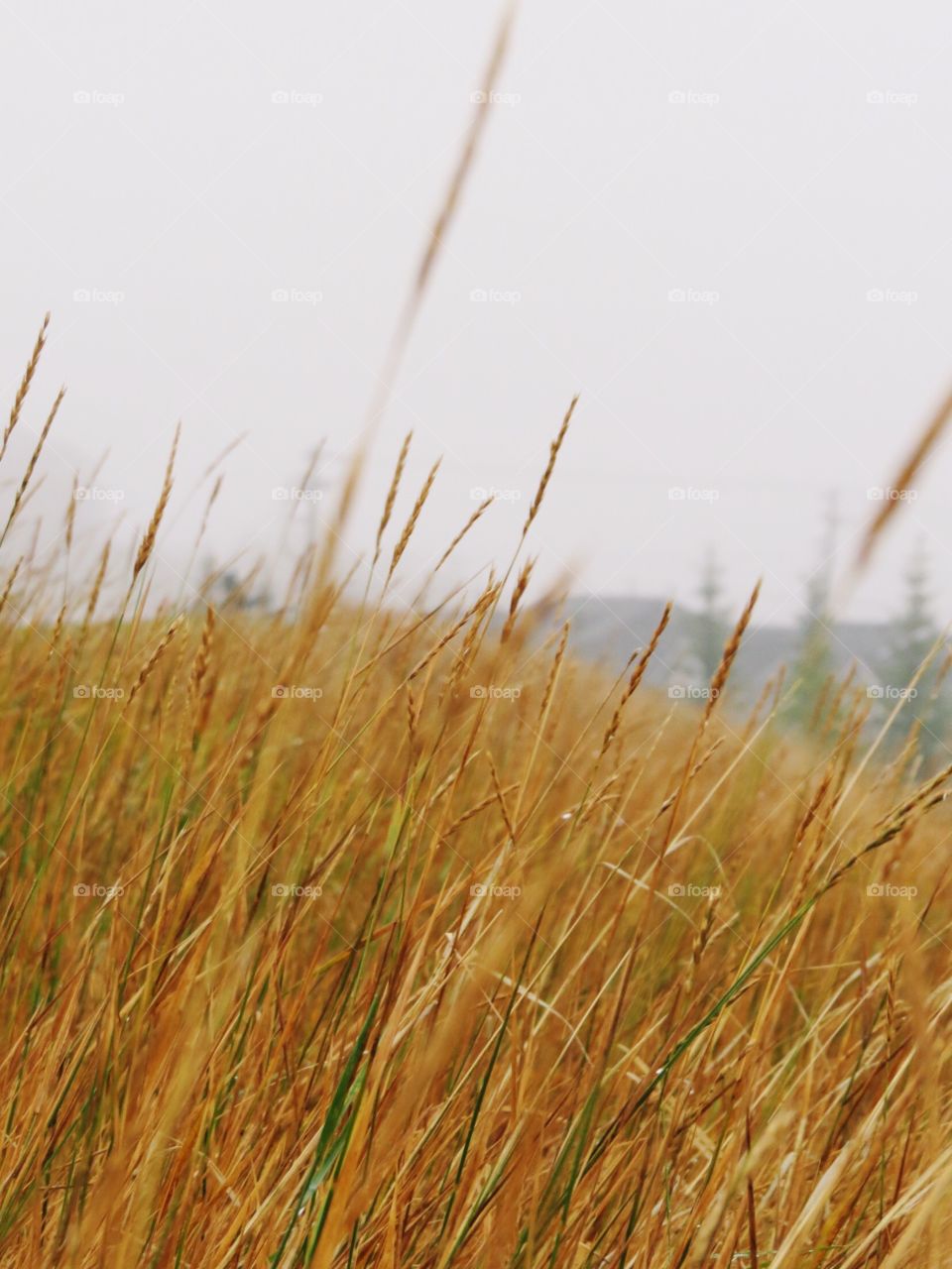 Tall grass