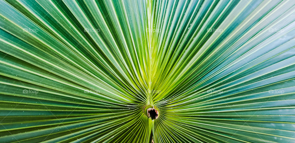 a palm frond in full fan shape.