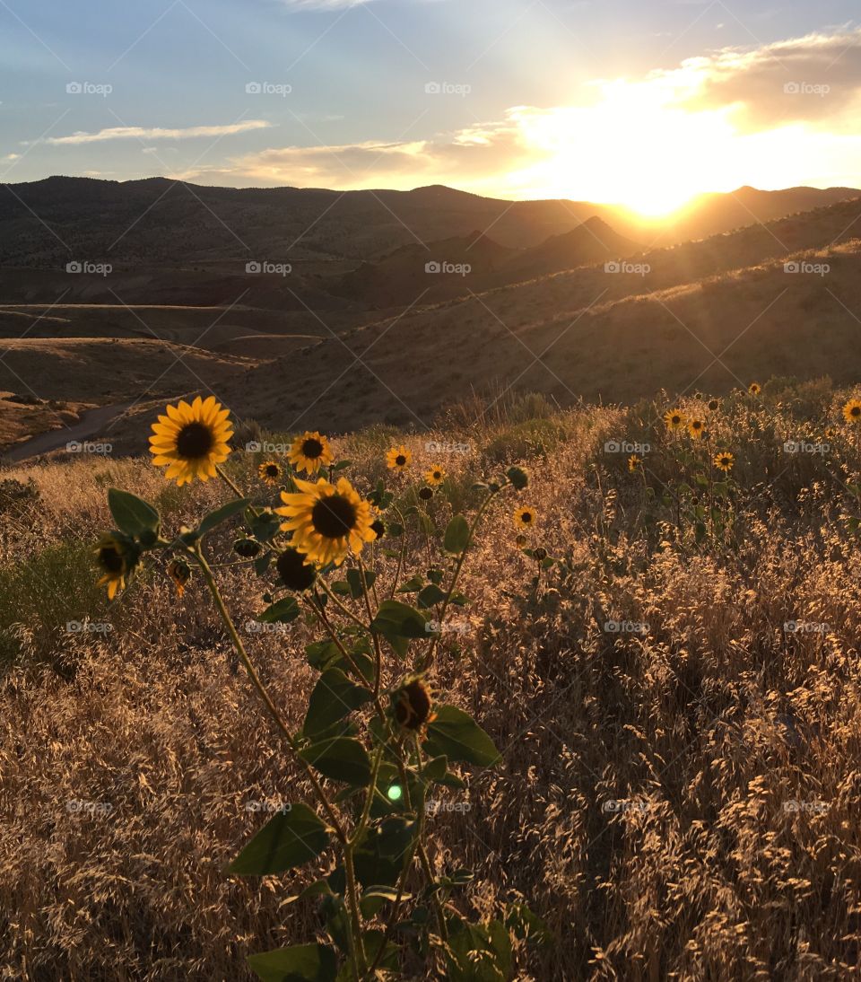 Painted Hills Happy Sunflowers