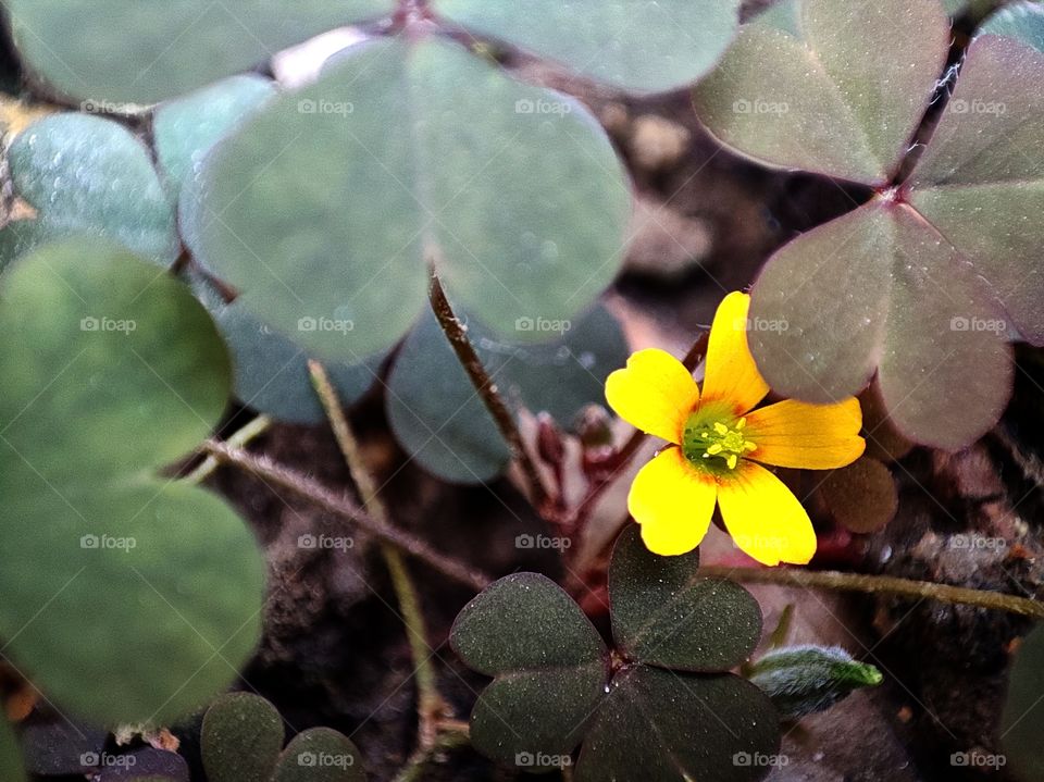 Macro image of a yellow flower