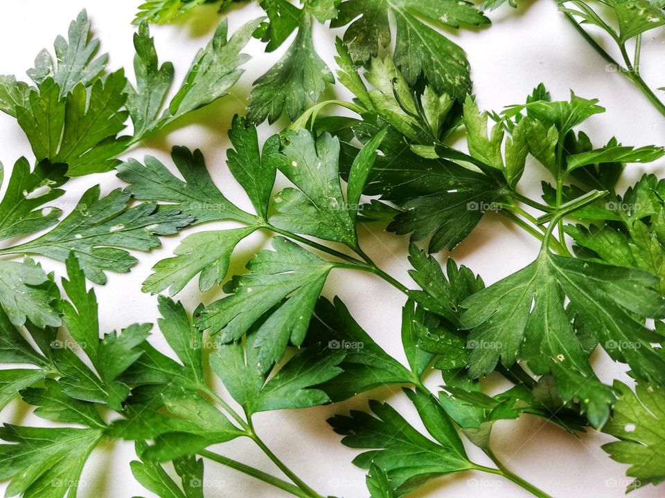 Parsley leaves photographed from above